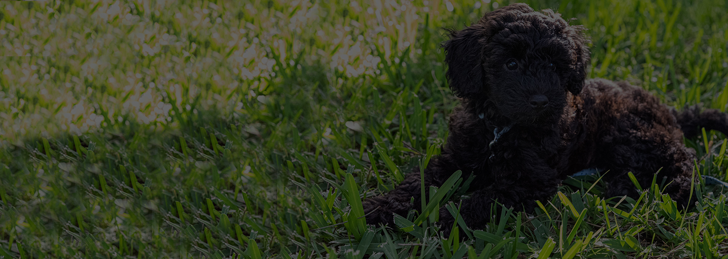 Rachel, Meade-Driesbaugh, dog, breeder, for, sale, pictures, South Haven, MN, Minnesota, dog-breeder, puppies, for, sale, kennel, kennels,  Golden Retriever, puppy, mill, puppymill, show, handler, aca, ica, none